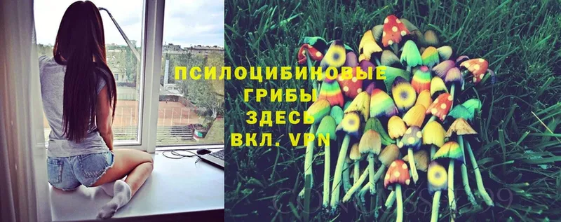 Псилоцибиновые грибы Psilocybe  Мичуринск 